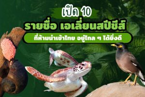 เอเลี่ยนสปีชีส์