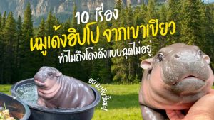 หมูเด้งฮิปโป สวนสัตว์เปิดเขาเขียว