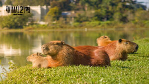 หมามะพร้าว