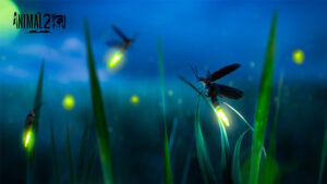 หิ่งห้อย